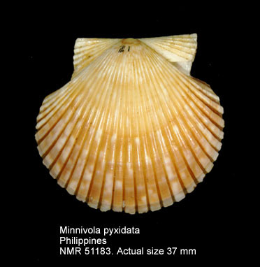 Minnivola pyxidata.jpg - Minnivola pyxidata(Born,1778)